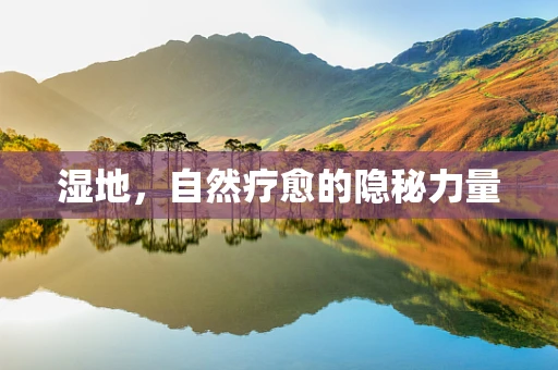湿地，自然疗愈的隐秘力量