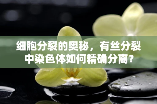 细胞分裂的奥秘，有丝分裂中染色体如何精确分离？