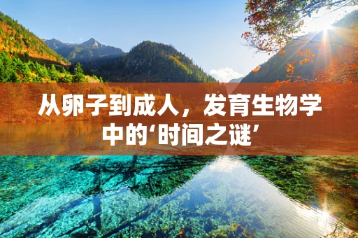 从卵子到成人，发育生物学中的‘时间之谜’